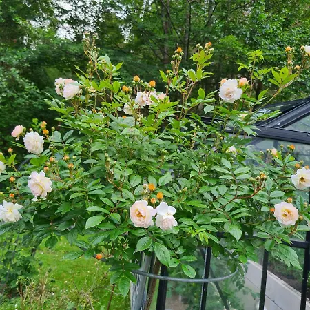 Apartment Eulennest,parkplatz,waeschepaket,reinigung Inklusive *