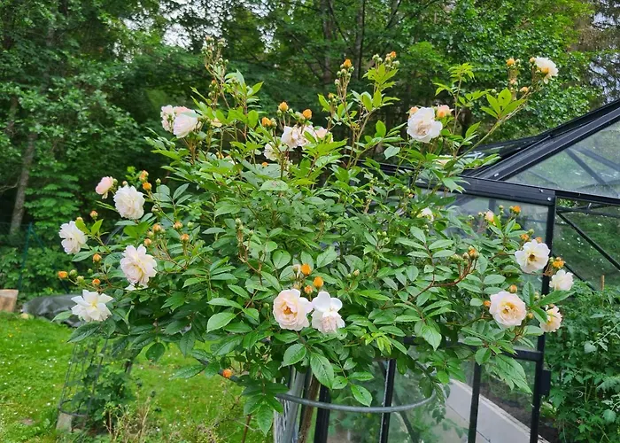 公寓 Eulennest,parkplatz,waeschepaket,reinigung Inklusive *